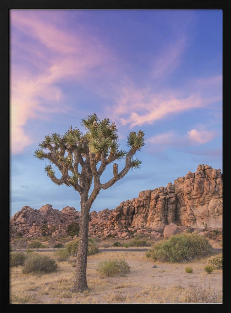 Landscape Photography Canvas Print-wall-art-joshua-tree-evening-atmosphere-36X48