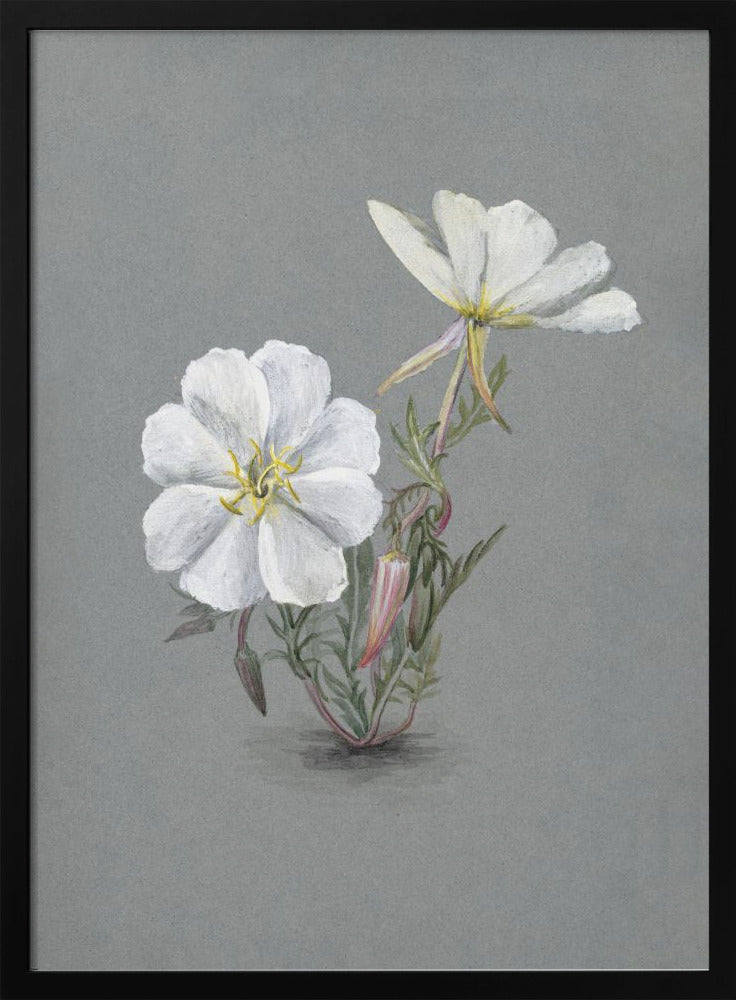 Giant Helleborine (1880) Wall Artwork In Black Floating Frame