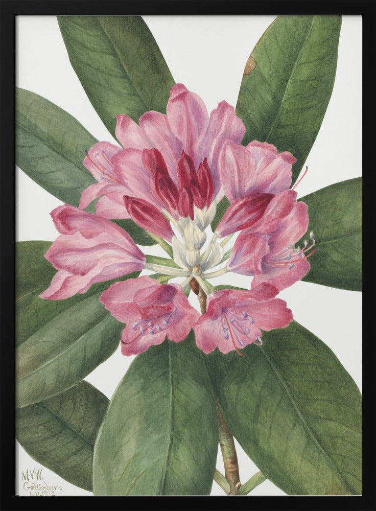 Mountain Rose Bay (1932) Wall Artwork In Black Floating Frame