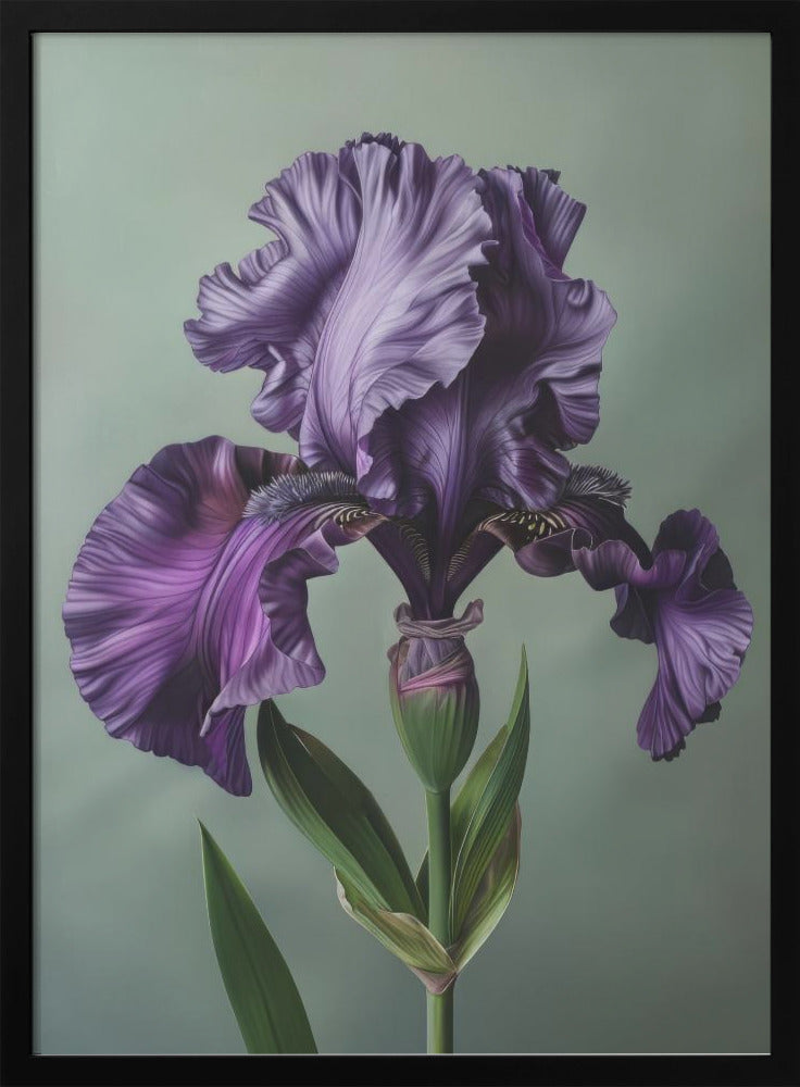 Wall art Iris Fl 12 36X48inch In Black Floating Frame