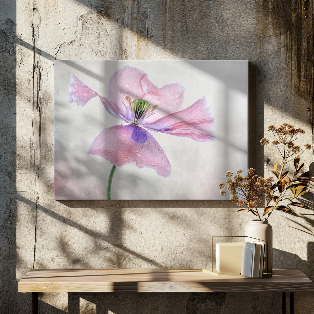 Pastel poppy Wall Artwork In White Floating Frame