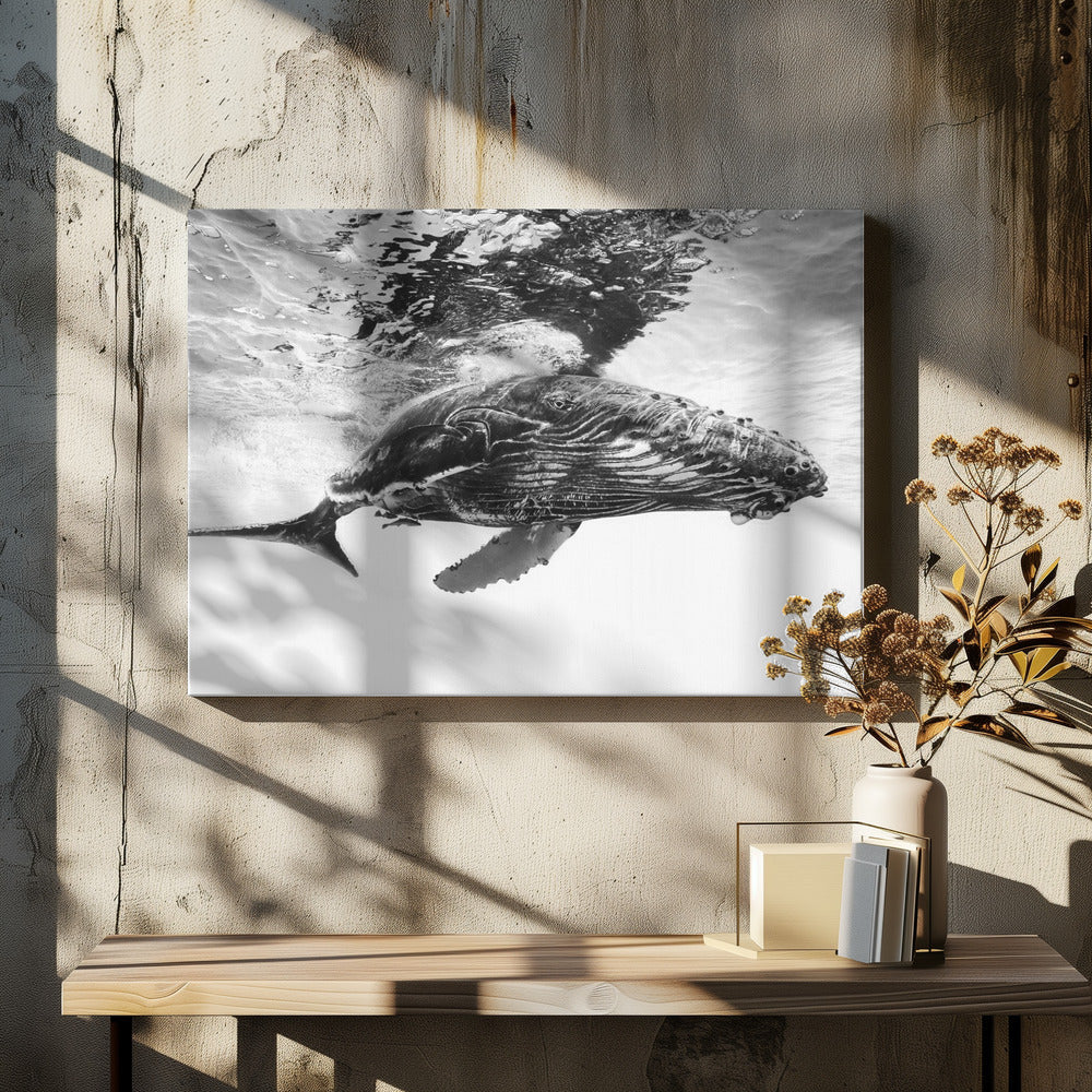Humpback whale calf Wall Artwork In White Floating Frame