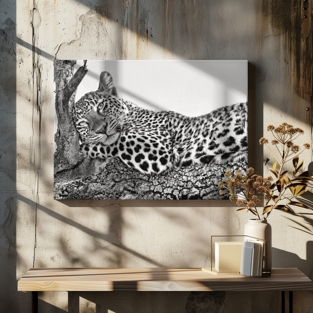 Time to rest Leopard Wall Artwork In Black Floating Frame