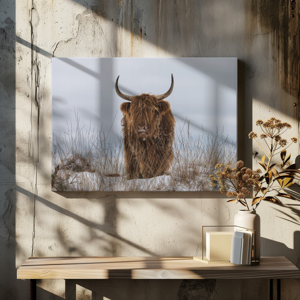 Highlander in Snow Wall Artwork In Black Floating Frame