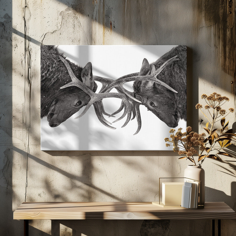 Wall art Eye to Eye - Elk fight