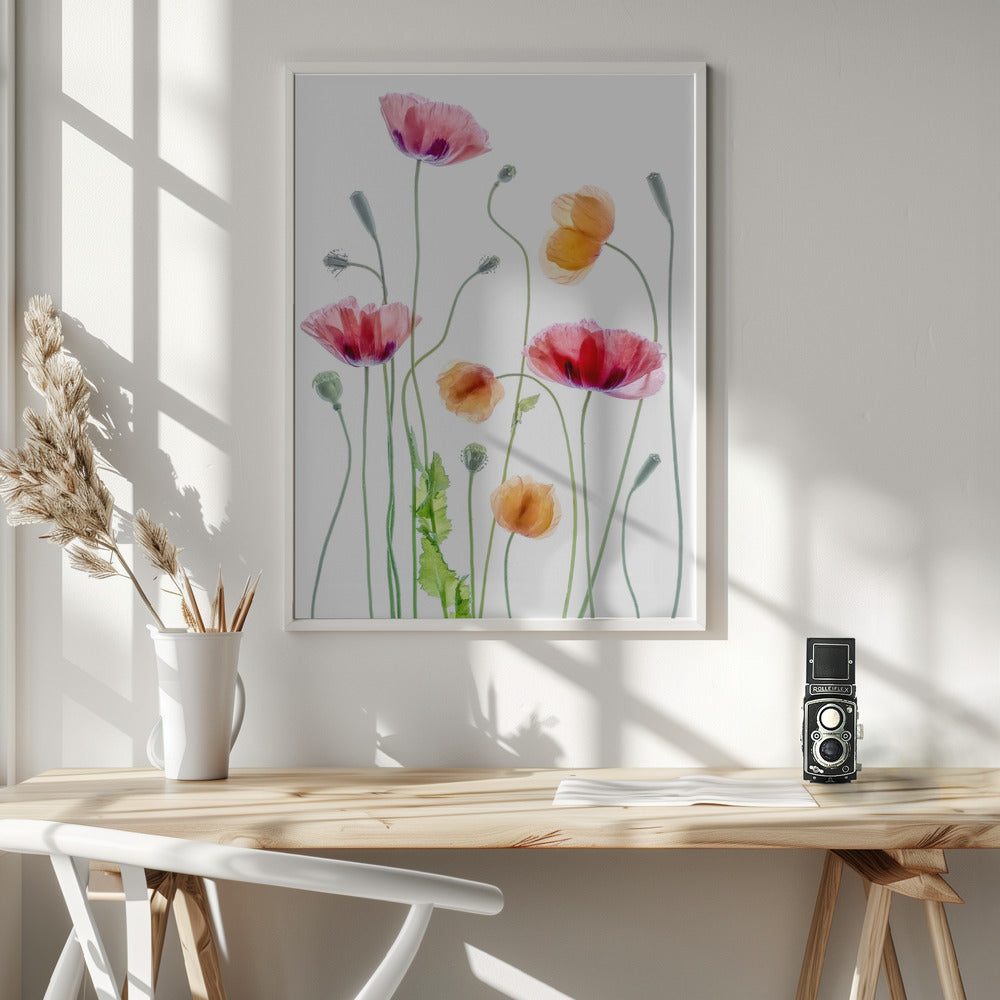 Poppies Wall Artwork In White Floating Frame
