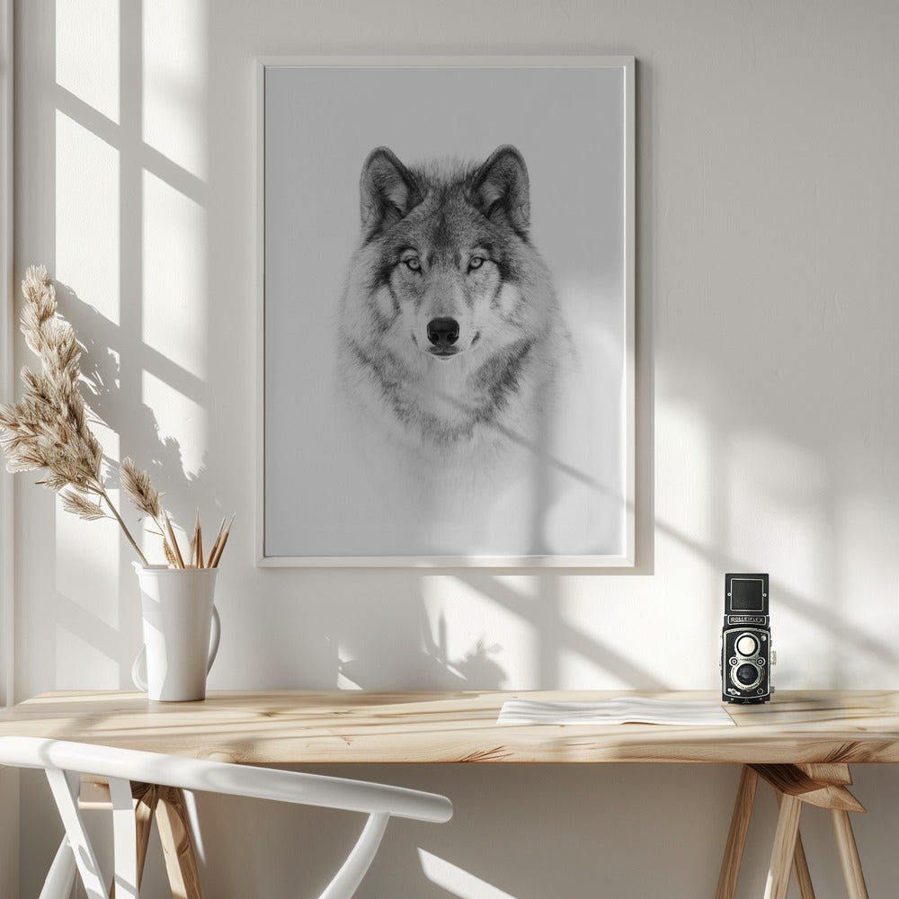 Portrait of a Timber Wolf Wall Artwork In White Floating Frame