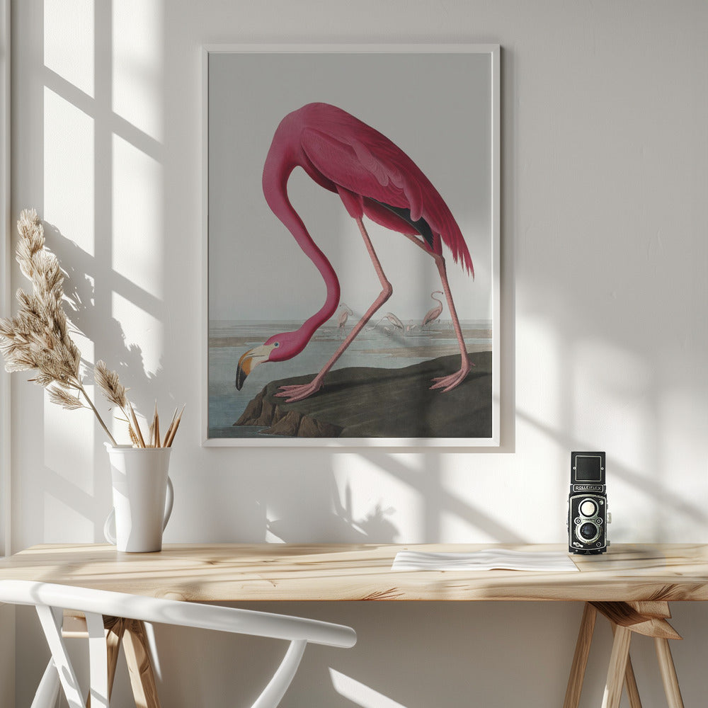 Pink Flamingo Ii From Birds of America (1827) Wall Artwork In White Floating Frame