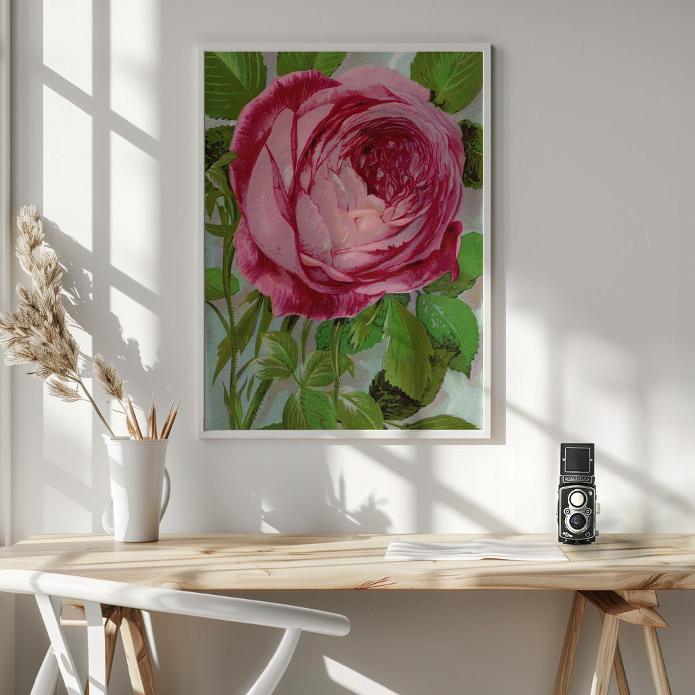 Pink Rose, Mrs John Laing Lithograph Wall Artwork In White Floating Frame