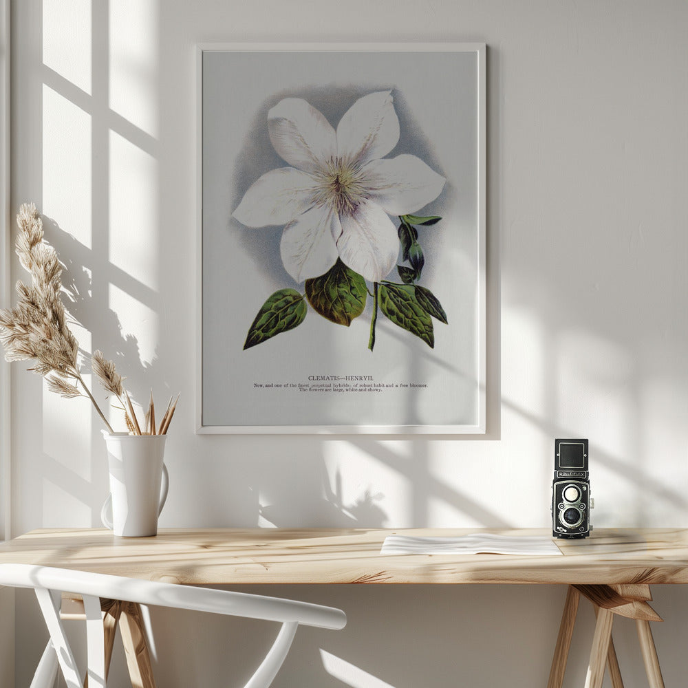 Clematis Flower Lithograph Wall Artwork 0