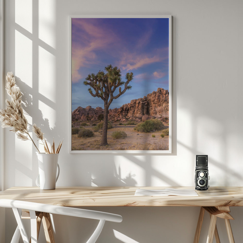Landscape Photography Canvas Print-wall-art-joshua-tree-evening-atmosphere-36X48