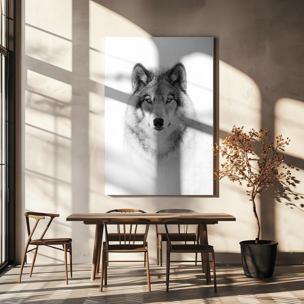 Portrait of a Timber Wolf Wall Artwork In White Floating Frame