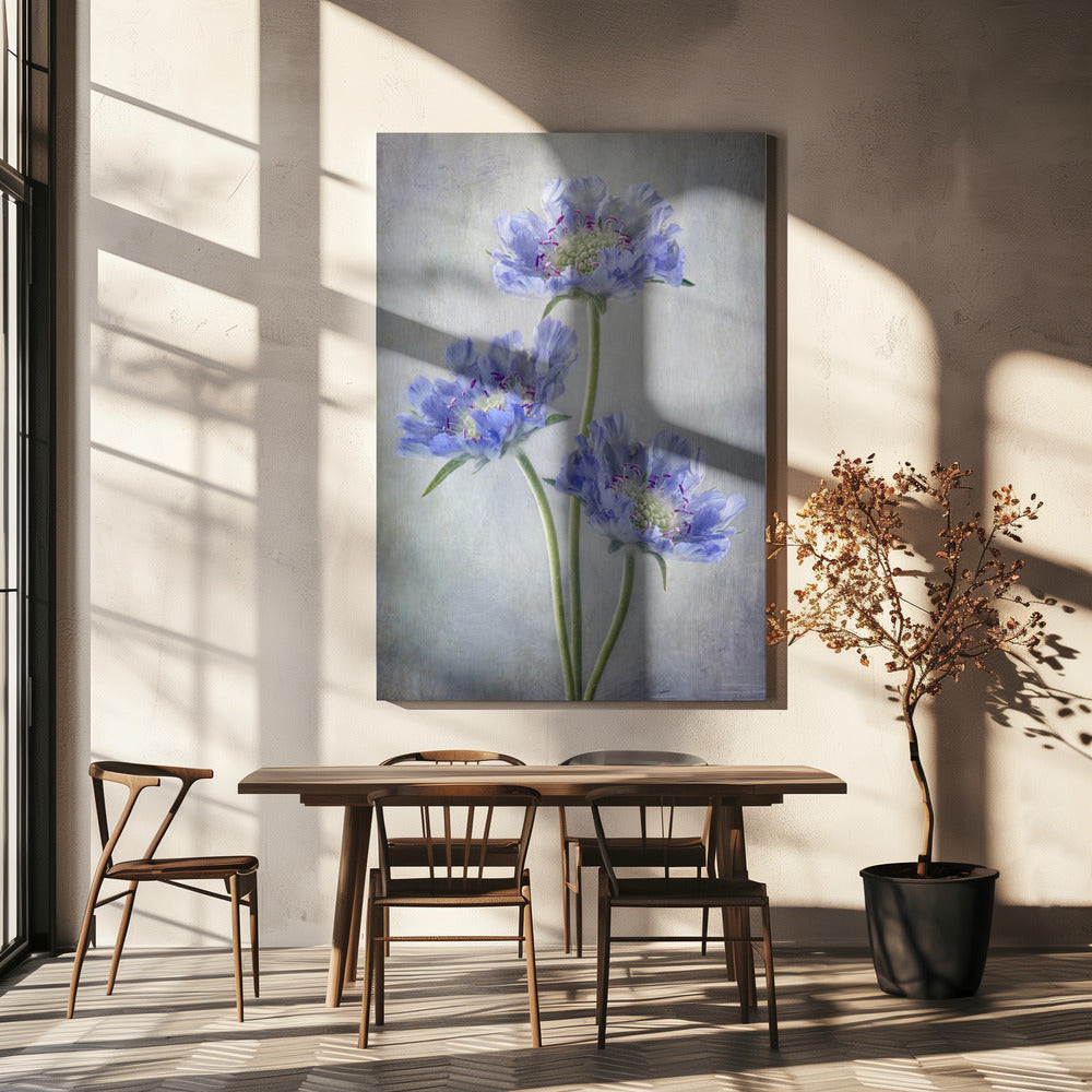 Scabiosa Wall Artwork In White Floating Frame
