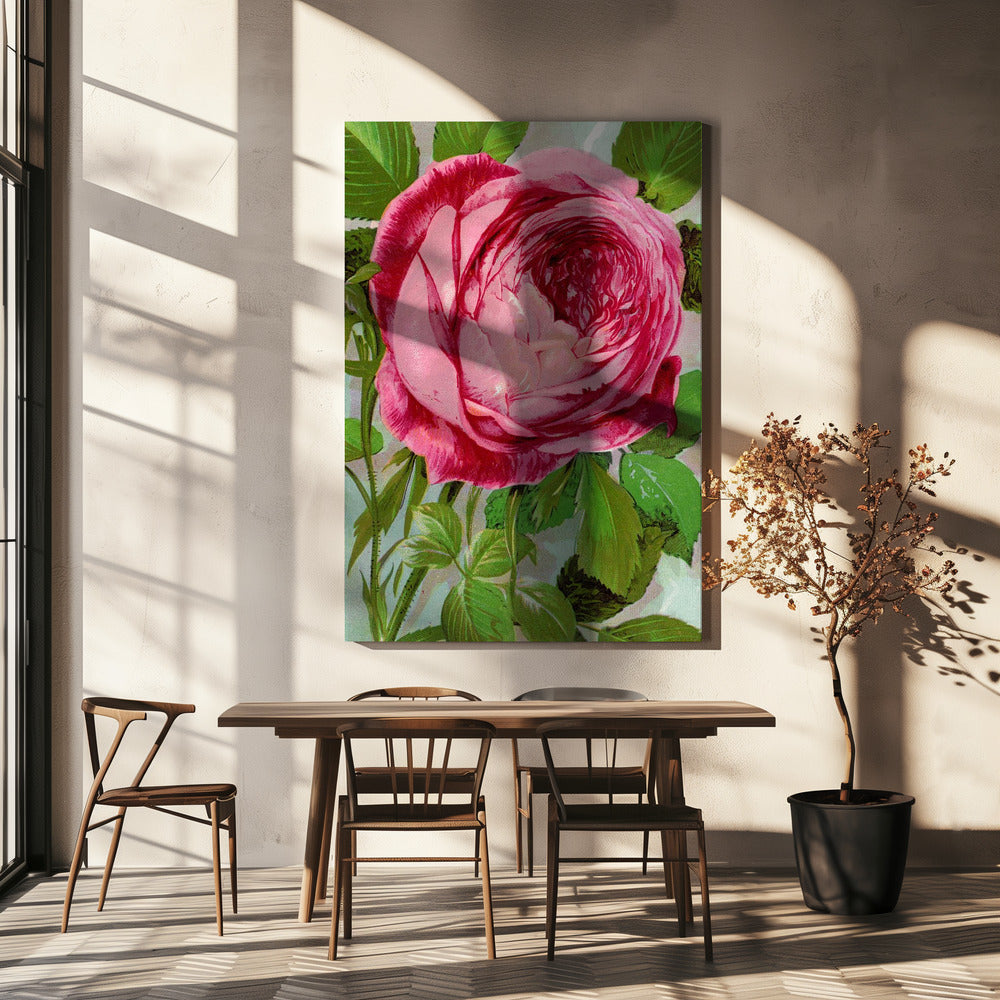 Pink Rose, Mrs John Laing Lithograph Wall Artwork In White Floating Frame
