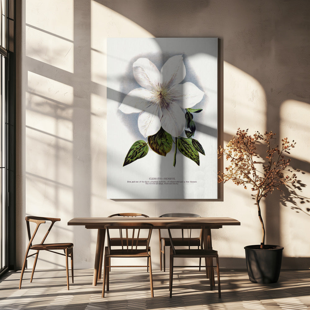 Clematis Flower Lithograph Wall Artwork In White Floating Frame