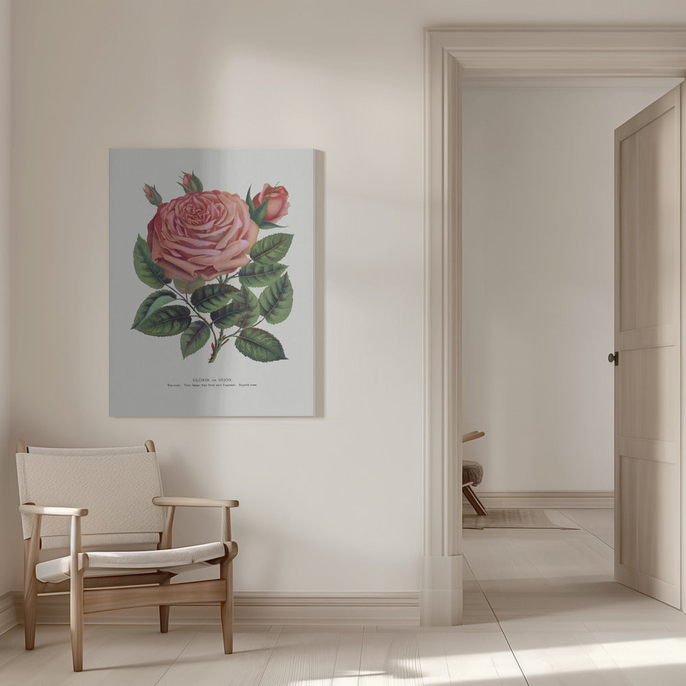 Pink Rose, Glorie De Dijon Lithograph Wall Artwork 0