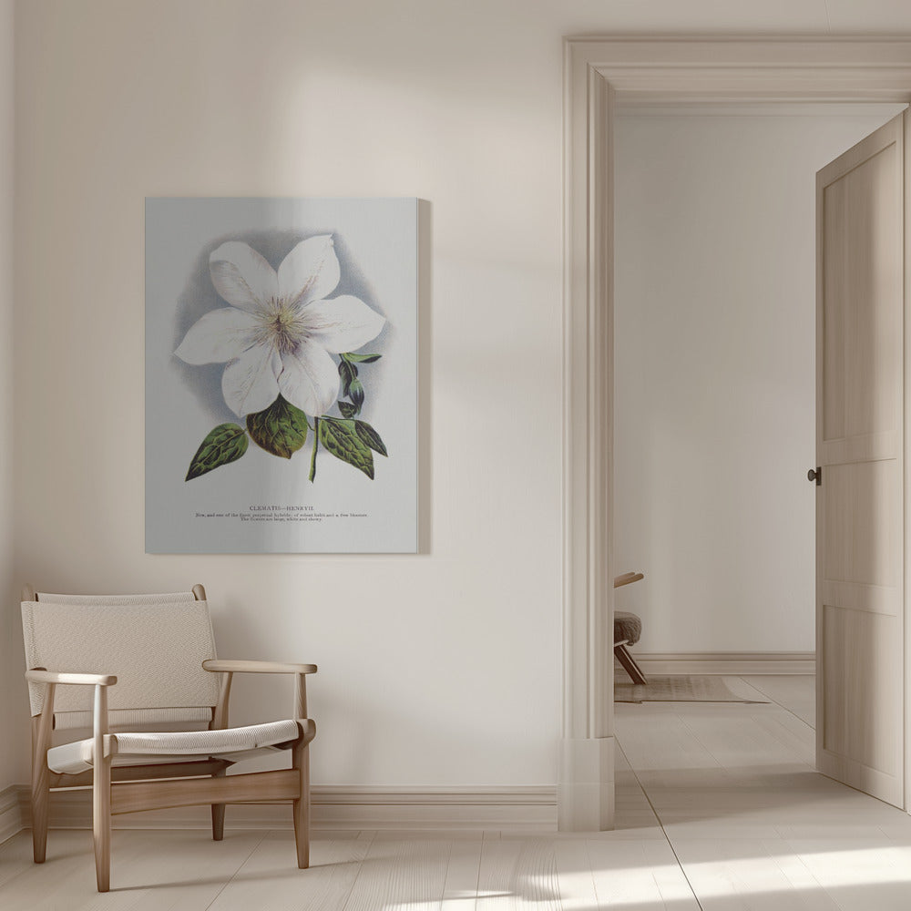 Clematis Flower Lithograph Wall Artwork 0