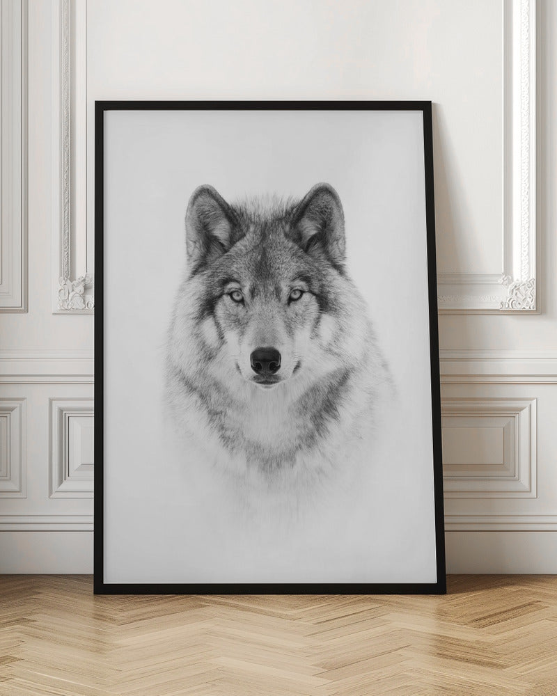 Portrait of a Timber Wolf Wall Artwork In Black Floating Frame