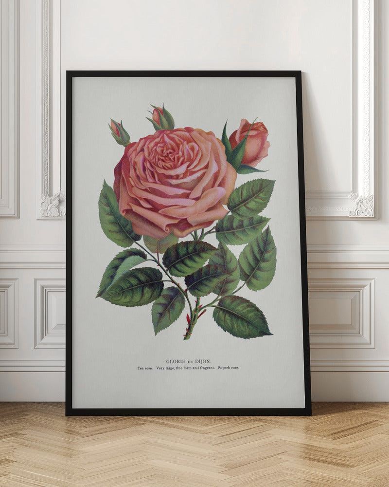 Pink Rose, Glorie De Dijon Lithograph Wall Artwork In Black Floating Frame