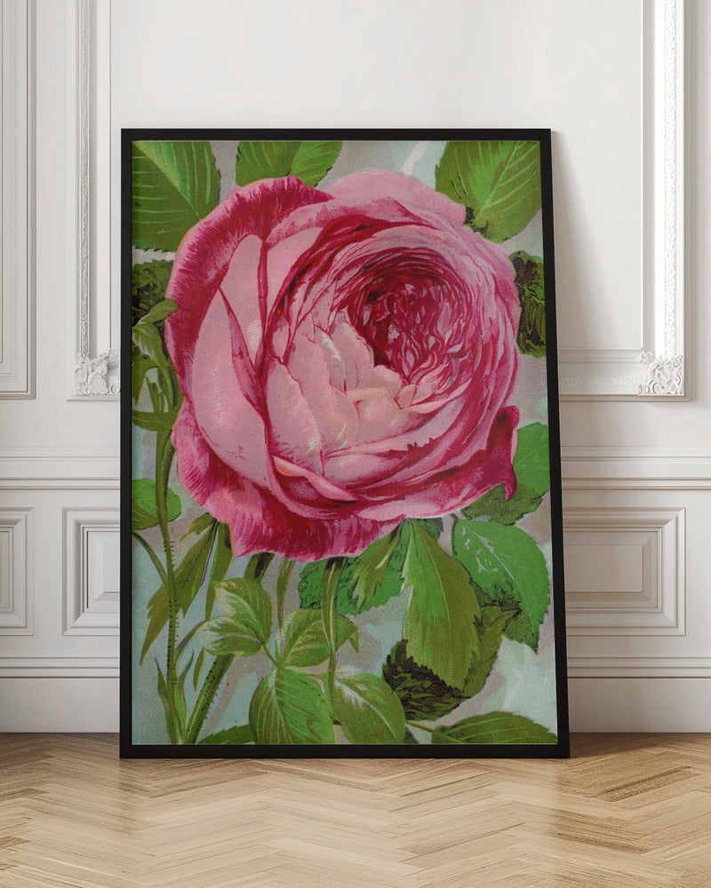 Pink Rose, Mrs John Laing Lithograph Wall Artwork In Black Floating Frame