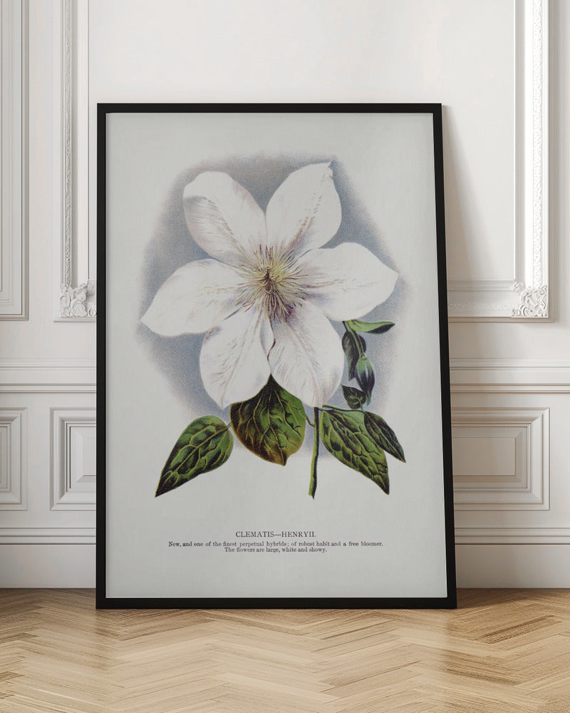 Clematis Flower Lithograph Wall Artwork In White Floating Frame