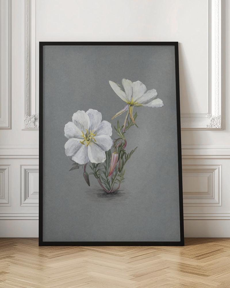 Giant Helleborine (1880) Wall Artwork In Black Floating Frame