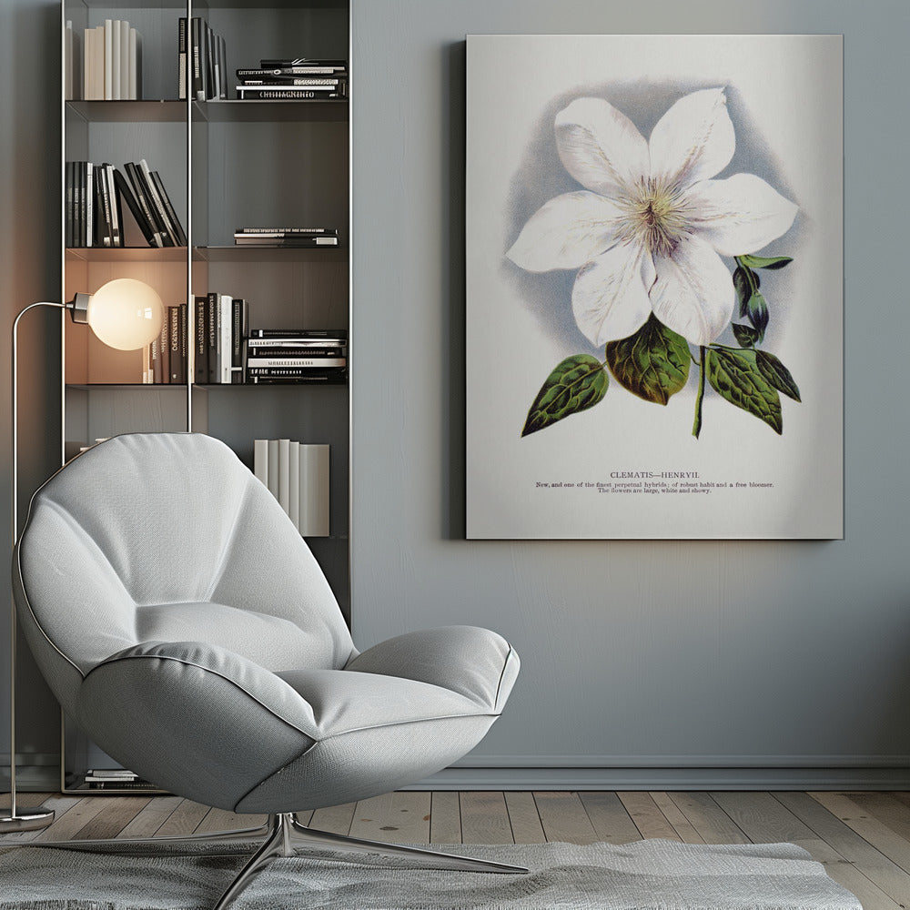 Clematis Flower Lithograph Wall Artwork 0