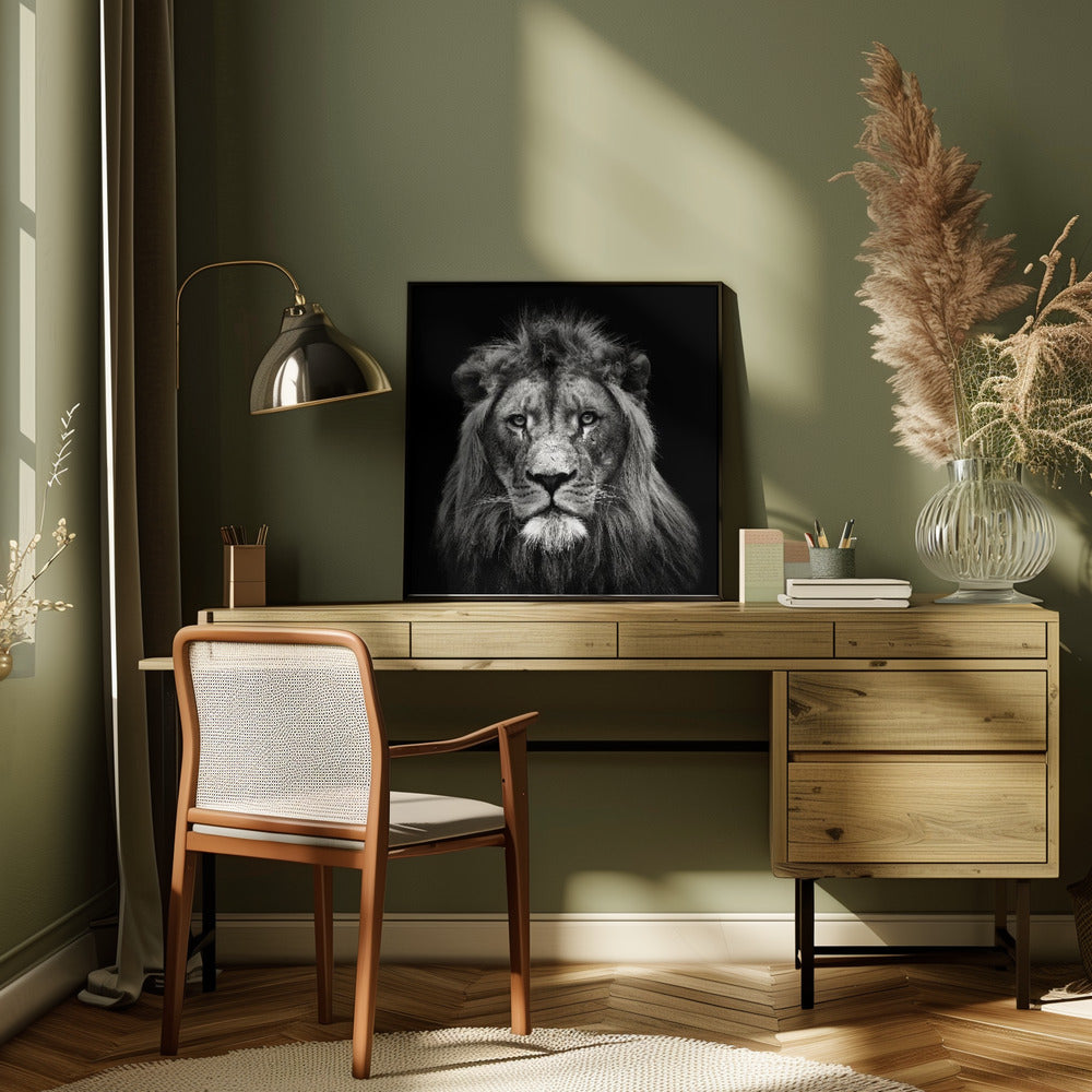 Wall art Young Male Lion Canvas Print