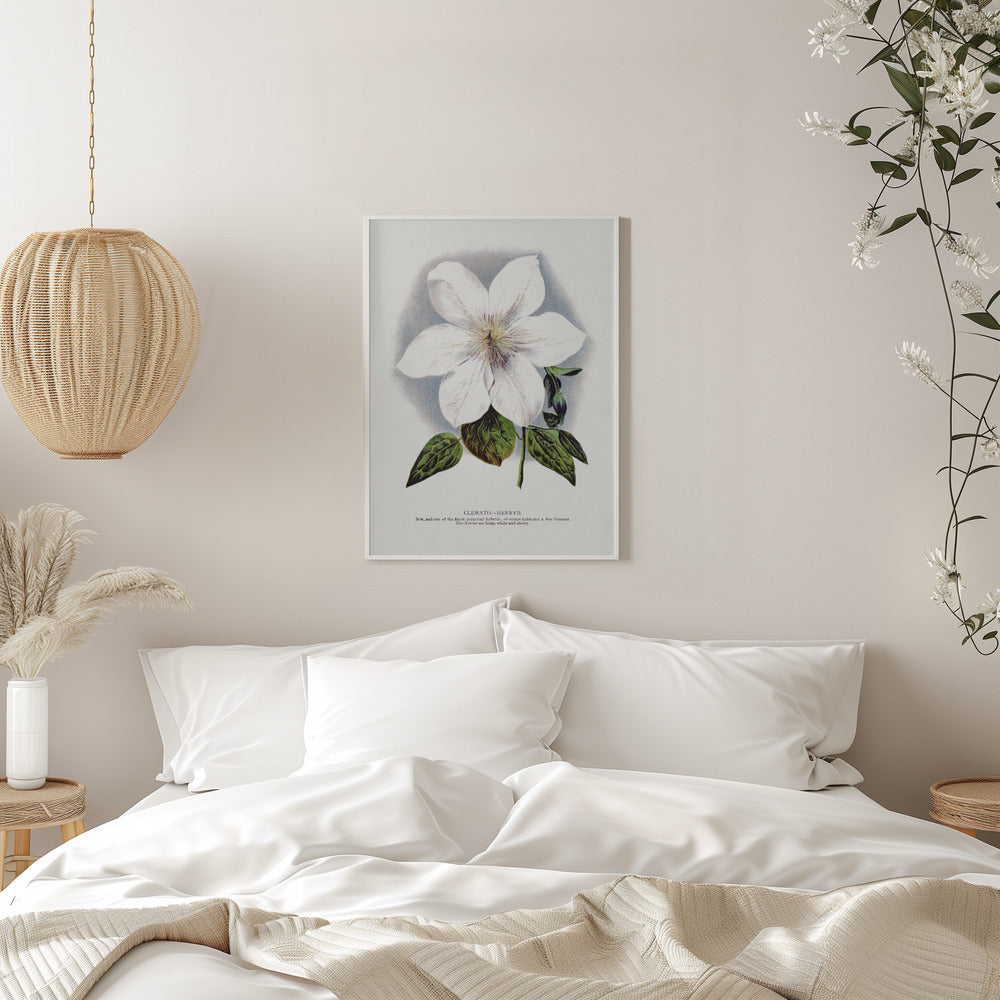 Clematis Flower Lithograph Wall Artwork 0
