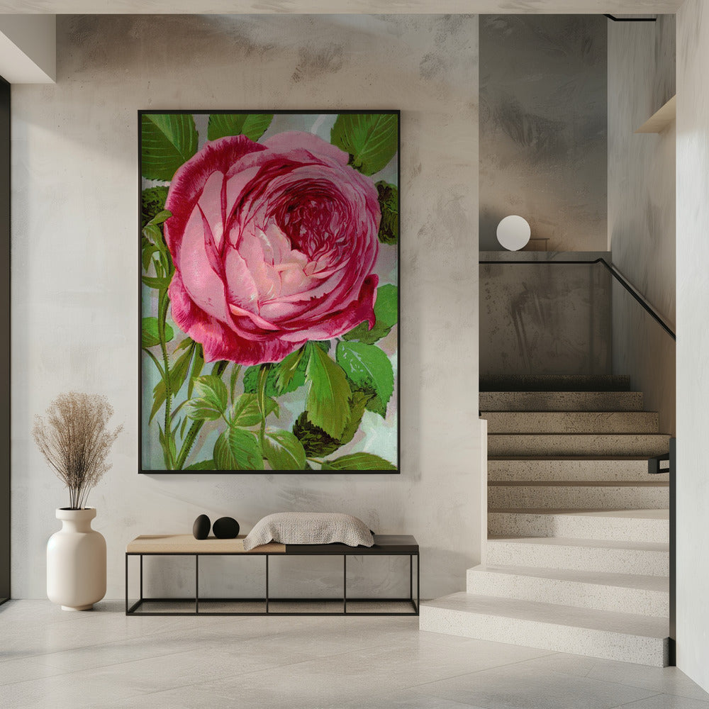 Pink Rose, Mrs John Laing Lithograph Wall Artwork 0