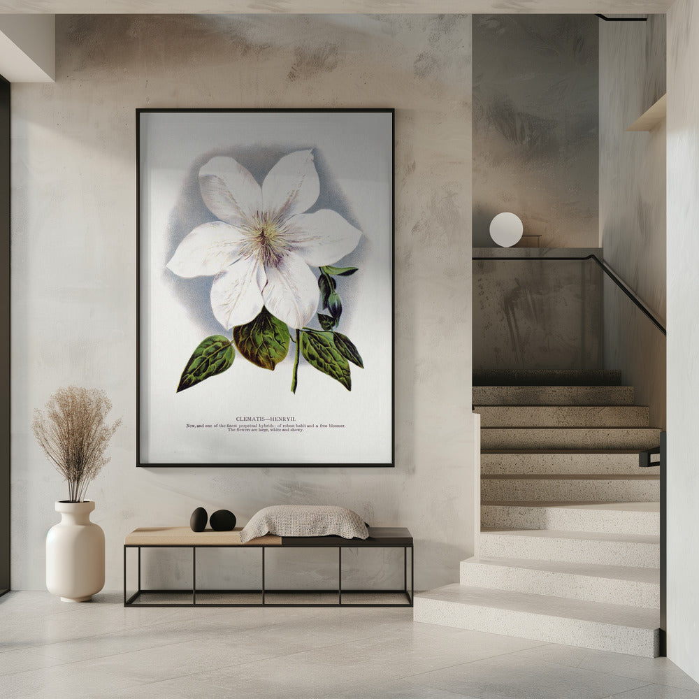 Clematis Flower Lithograph Wall Artwork 0