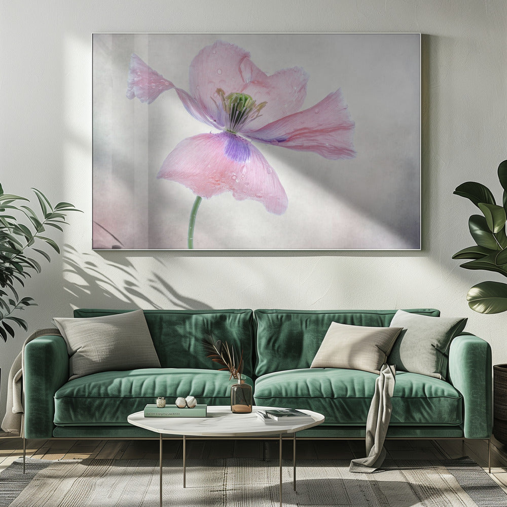Pastel poppy Wall Artwork 0