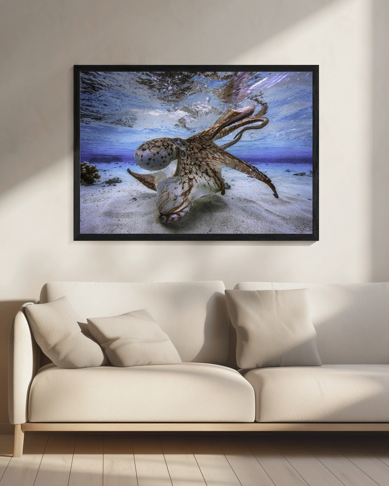 Dancing Octopus Wall Artwork 0