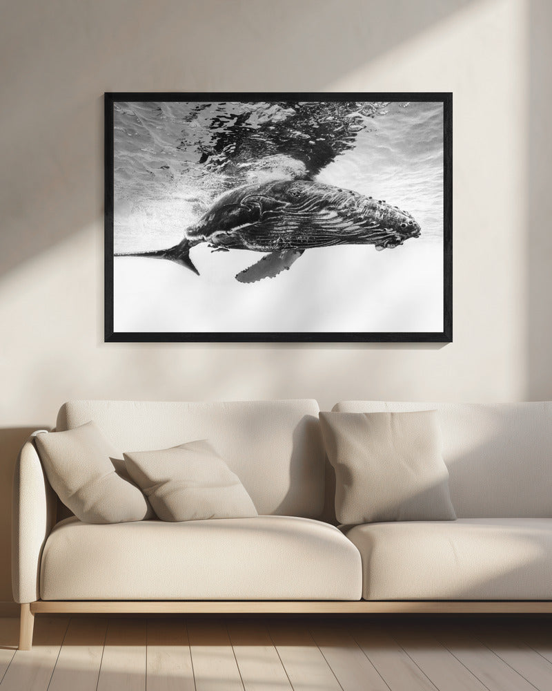 Humpback whale calf Wall Artwork 0