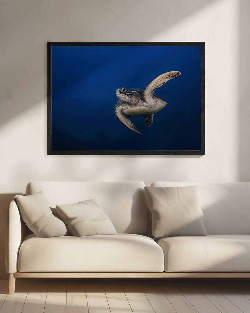 Wall art Green Turtle
