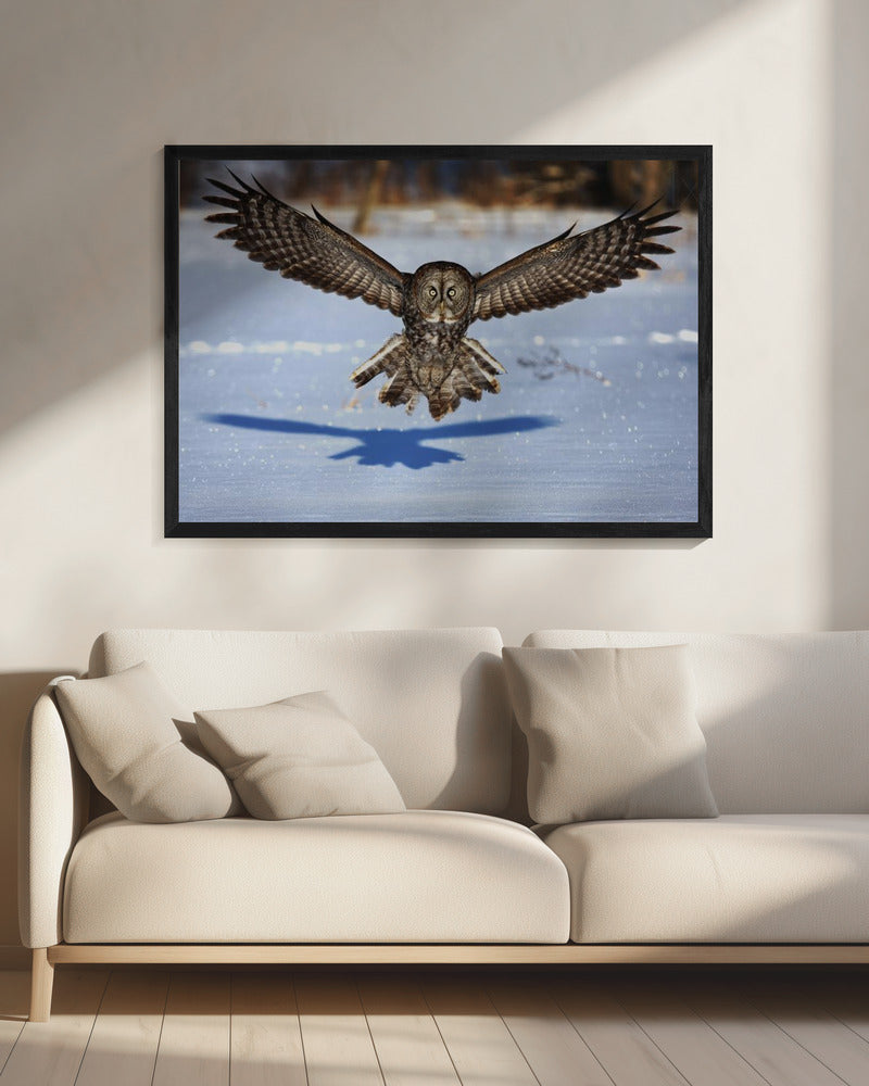 Wall art In your face - Great Grey Owl