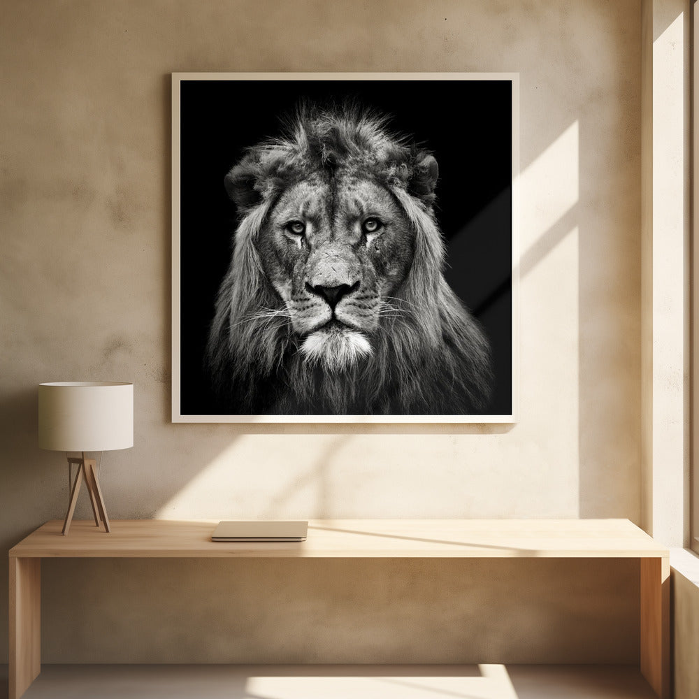Wall art Young Male Lion Canvas Print