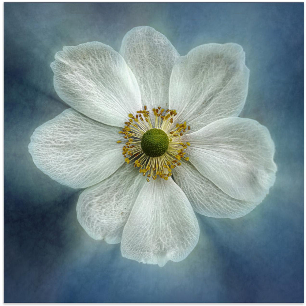 Princes Anne-Mone Wall Artwork In Black Floating Frame