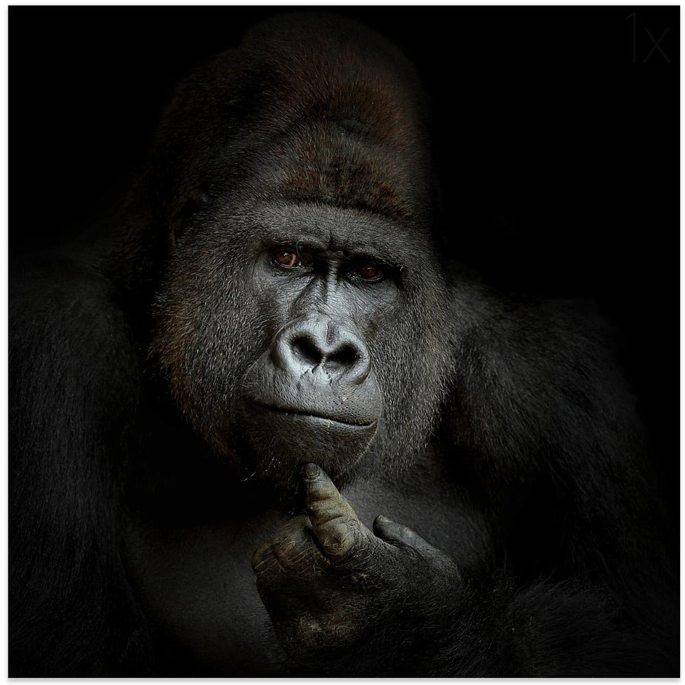 ego cogito, ergo sum Wall Artwork In White Floating Frame