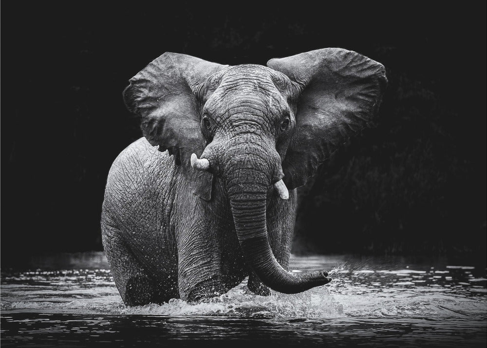 Wall art Power 1. Elephant