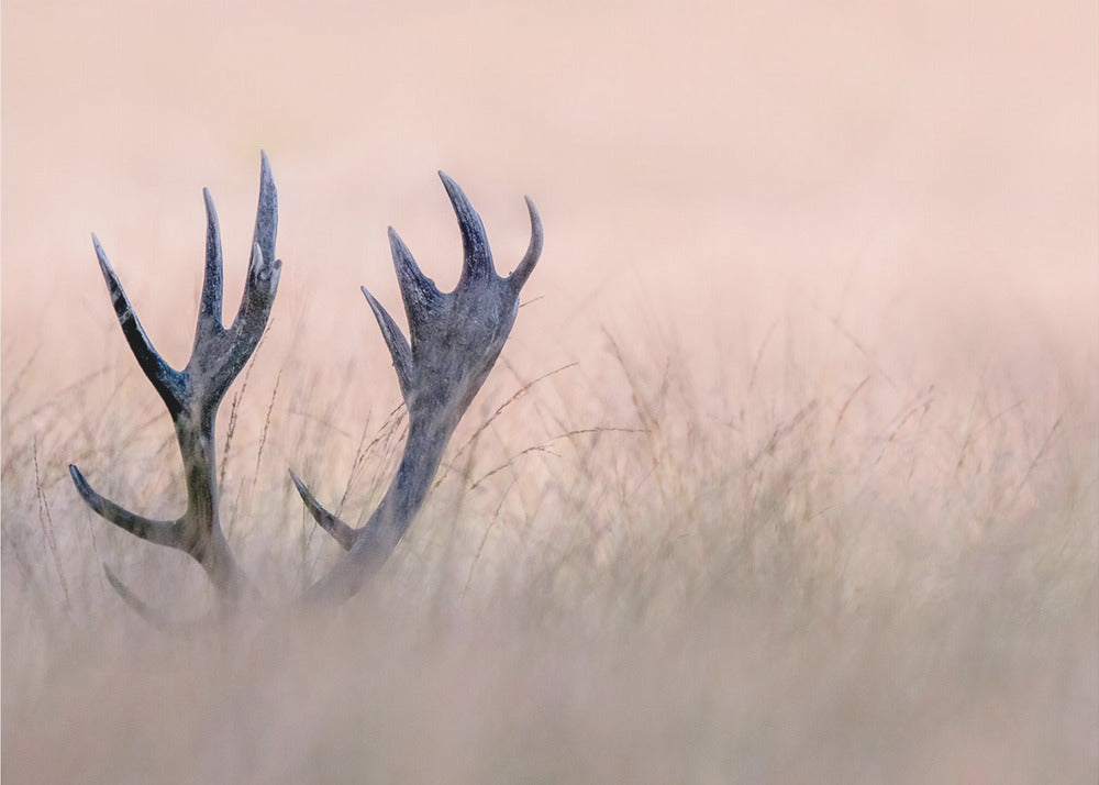 Wall art Hide & Seek ( Horn of Stag)