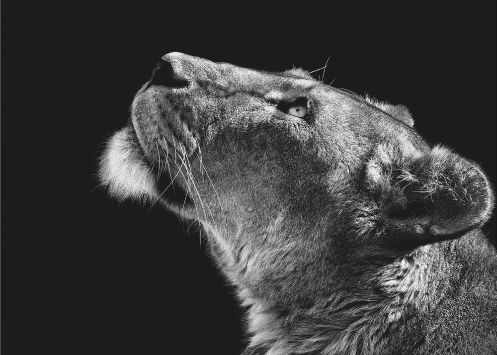 Looking Up Wall Artwork In Black Floating Frame