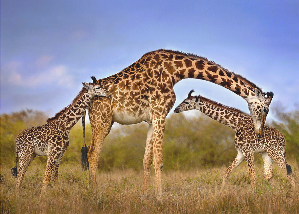 Wall art Giraffe with cubs