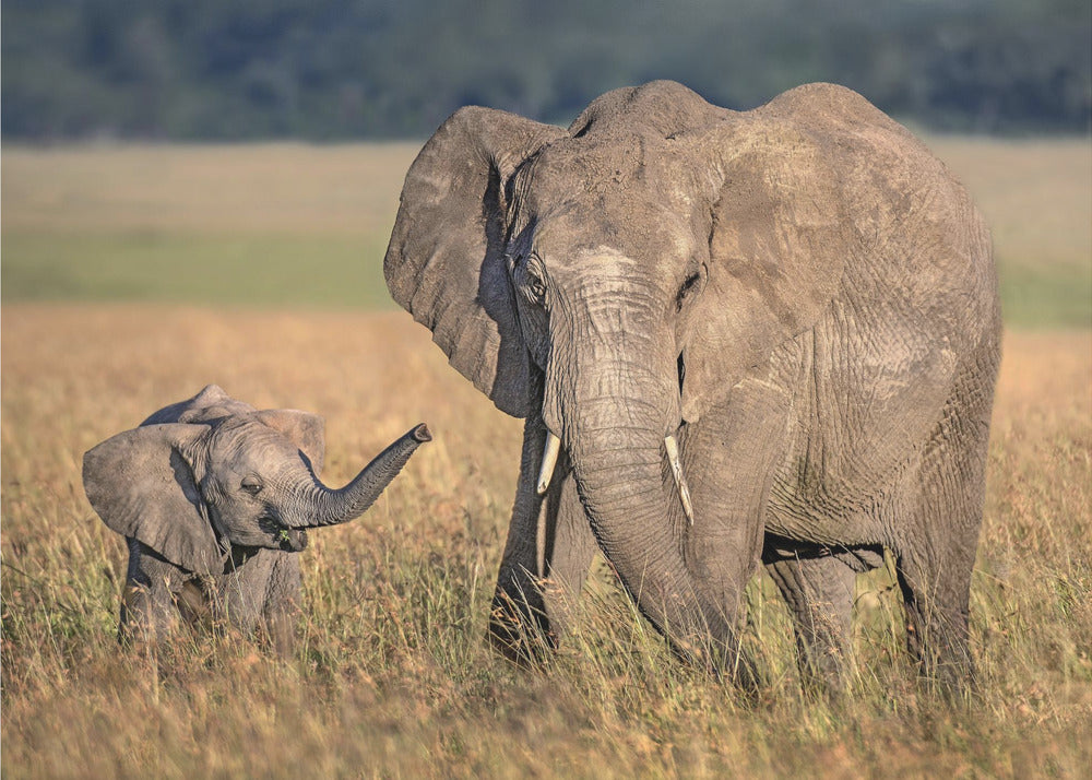 Wall art Mom elephant with calf