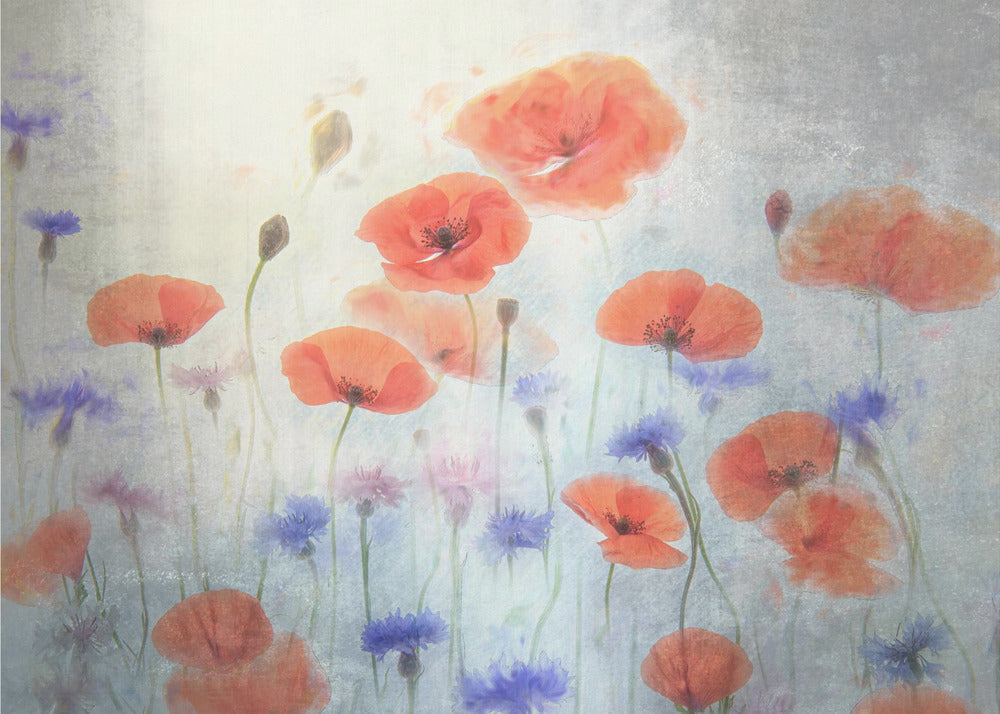 Poppy Wall Artwork In Black Floating Frame