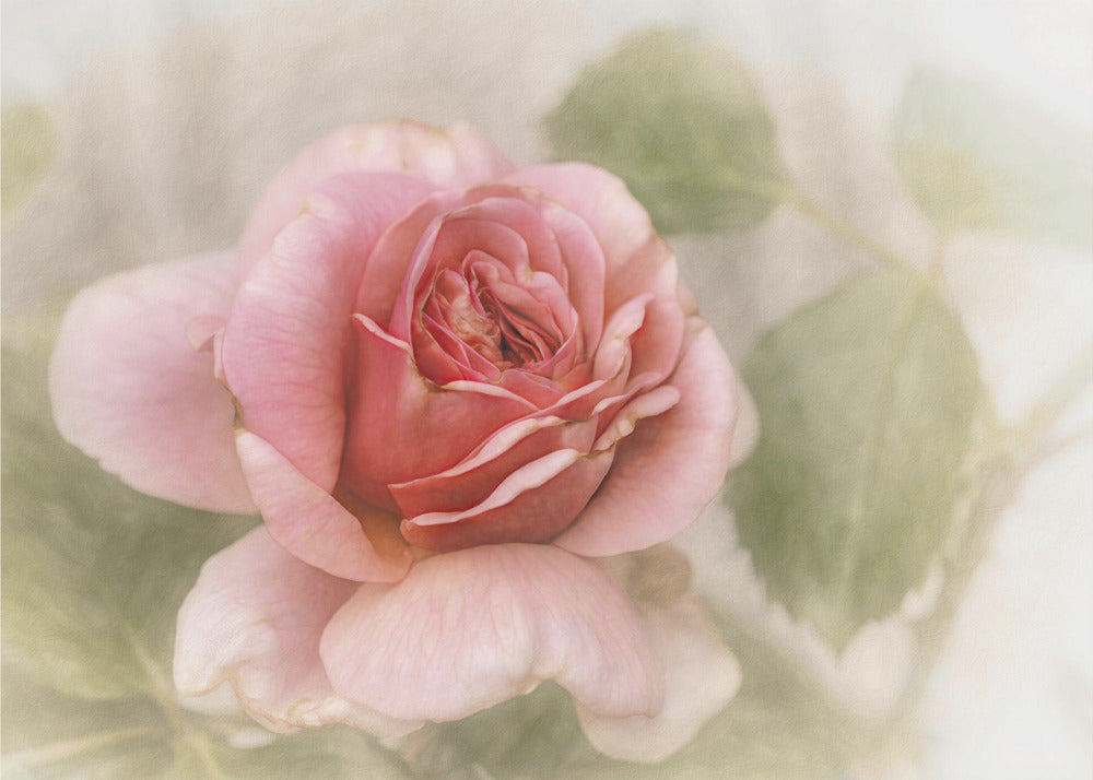 smooth rose Wall Artwork In Black Floating Frame