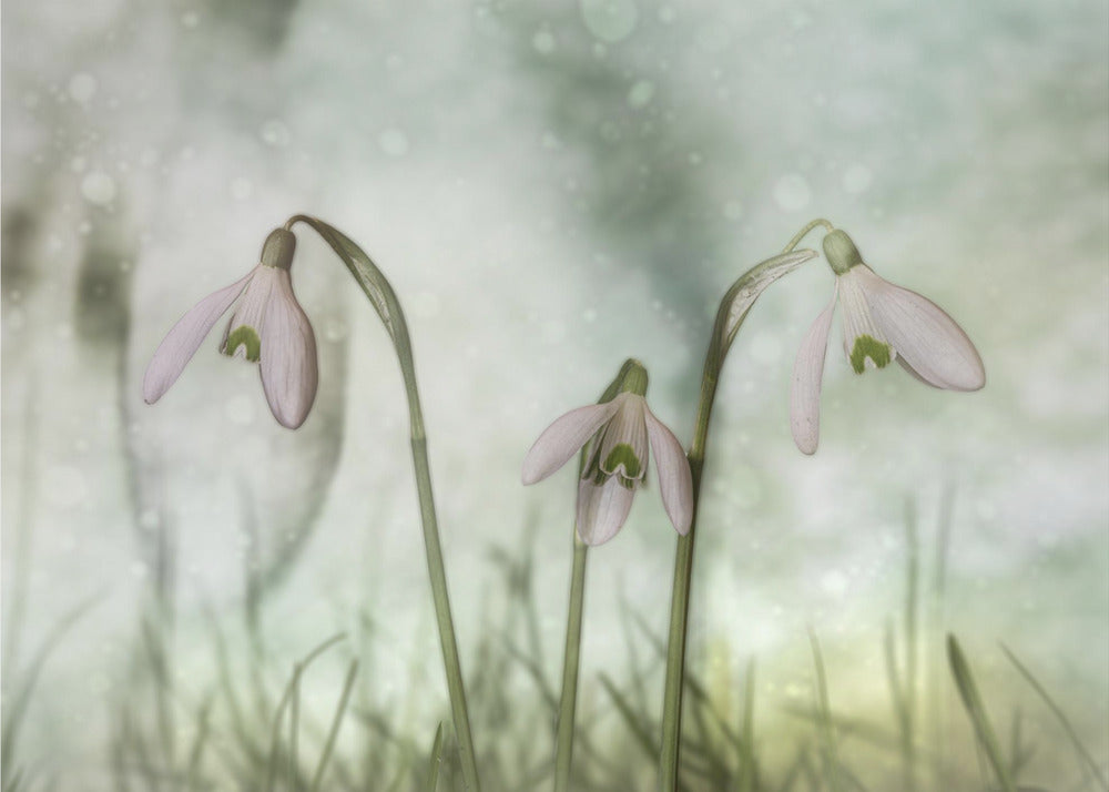 Trio 2 Wall Artwork Gallery Wrapped (Ready to Hang)