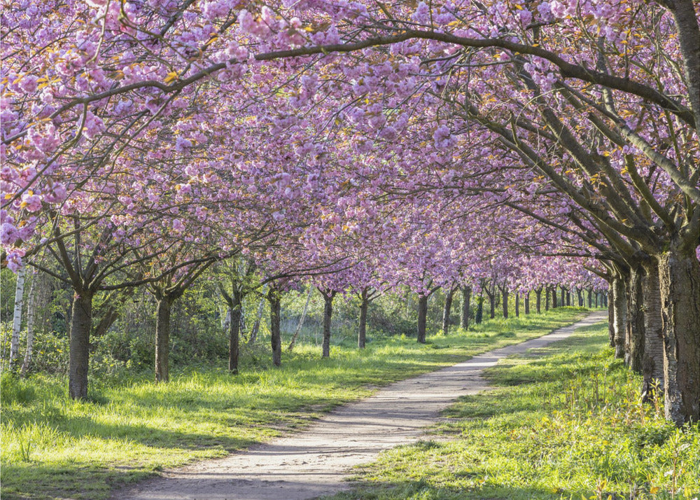 Landscape Photography Canvas Print-wall-art-idyllic-cherry-blossom-alley-48X36inches