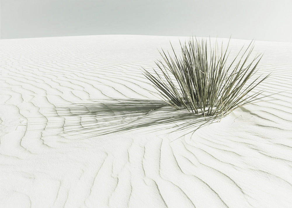 Landscape Photography Canvas Print-wall-art-white-sands-vintage-dune-48X36