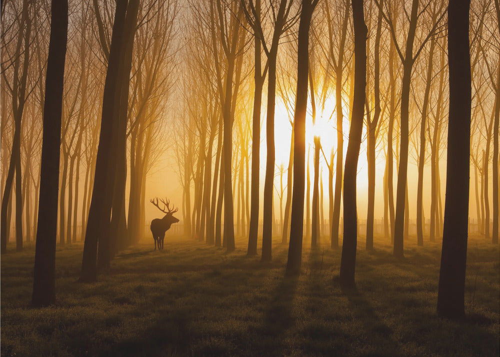 Once Upon a Time Wall Artwork In Black Floating Frame